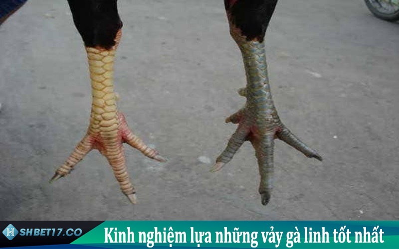 Kinh nghiệm chọn vảy gà linh giúp thắng lớn tại SHBET
