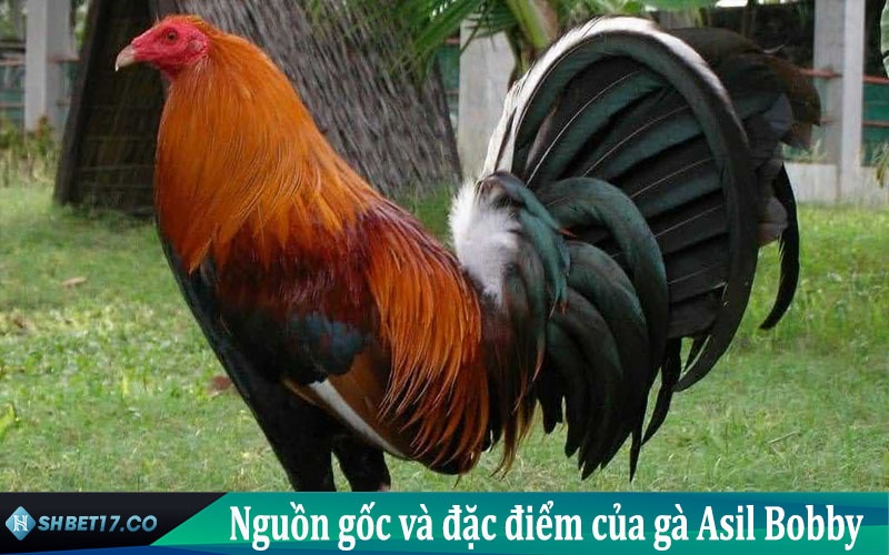 Đặc điểm của gà Asil Bobby