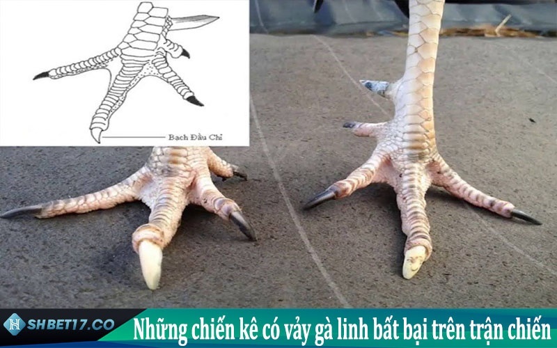 Các vảy gà linh giúp chiến kê bất bại tại SHBET