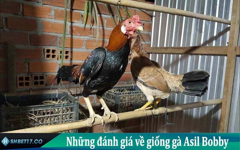 dòng gà asil bobby là gì
