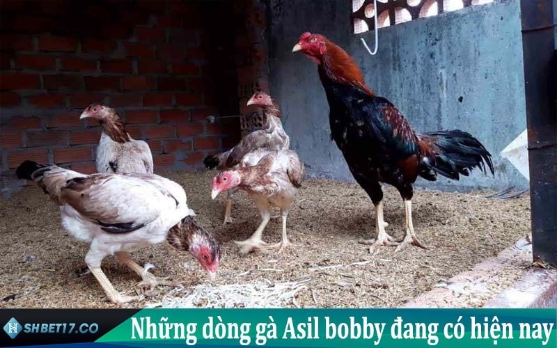 các loại gà asil bobby