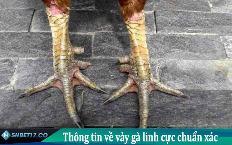 Tìm hiểu về vảy gà linh chuẩn nhất tại SHBET